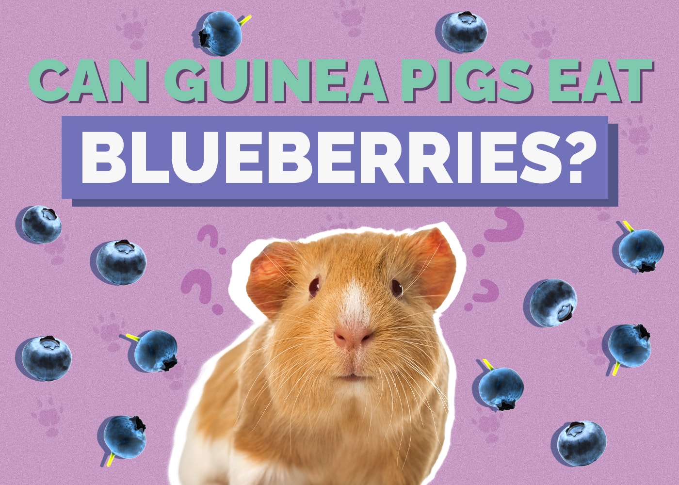 Can Guinea Pigs Eat Blueberries Vet Approved Nutrition Diet Facts can-guinea-pigs-eat-blueberries-vet-approved-nutrition-diet-facts