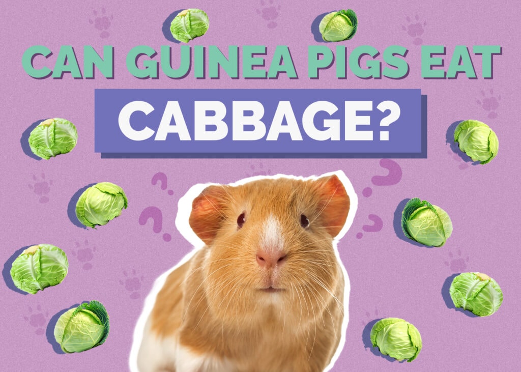 Can Guinea Pigs Eat Cabbage