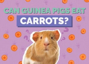 Can Guinea Pigs Eat Carrots? Vet-Reviewed Nutrition Facts | Hepper Pet
