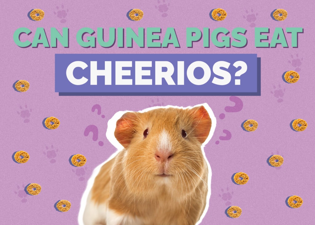 guinea-pig-cheerios