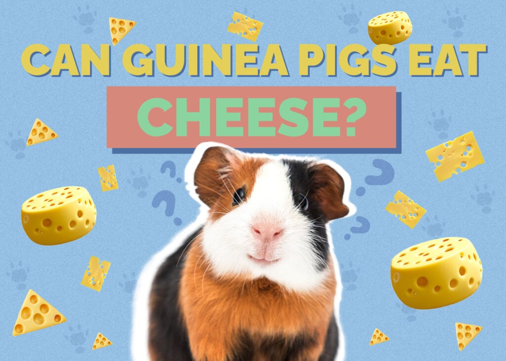 Can Guinea Pigs Eat Cheese