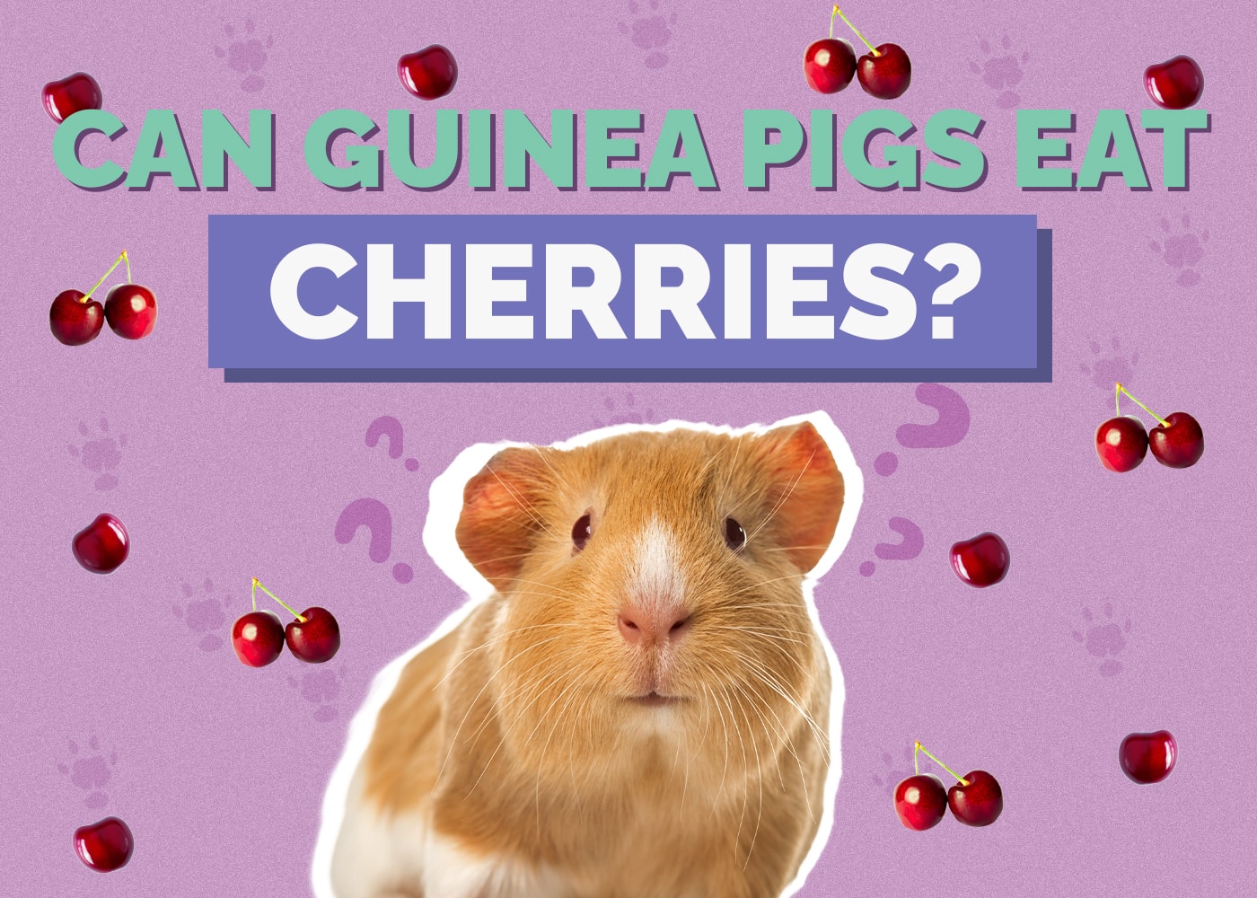 Picture of Can Guinea Pigs Eat Cherries? Vet Approved Nutrition Facts & FAQ ...