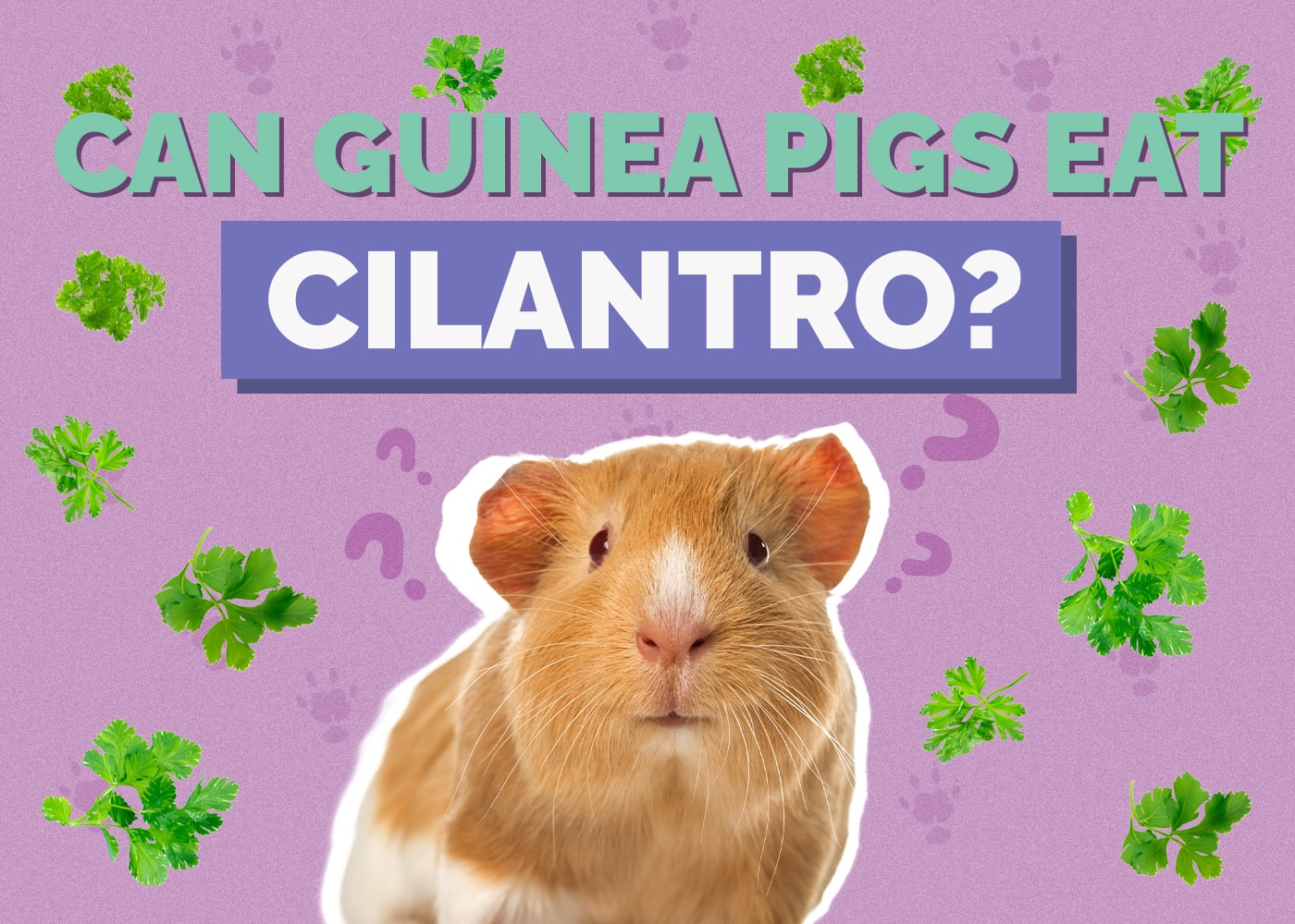 Personal tips from years of caring for guinea pigs