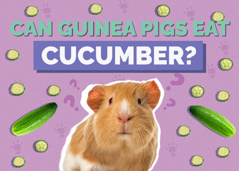 How to Make Guinea Pigs Happy: 8 Vet-Verified Tips & Tricks | Hepper ... - Importance Of Fiber For Guinea Pig'S Happy Disposition
