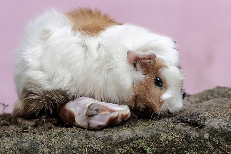Guinea Pig Pregnancy: Stages of Reproduction & Care (Vet-Approved ...