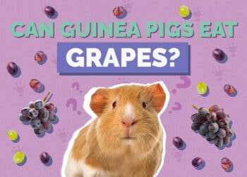 Can Guinea Pigs Eat Grapes? Vet-Approved Facts & FAQ Hepper Pet Resources