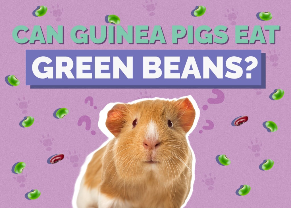 guinea-pig-green-beans
