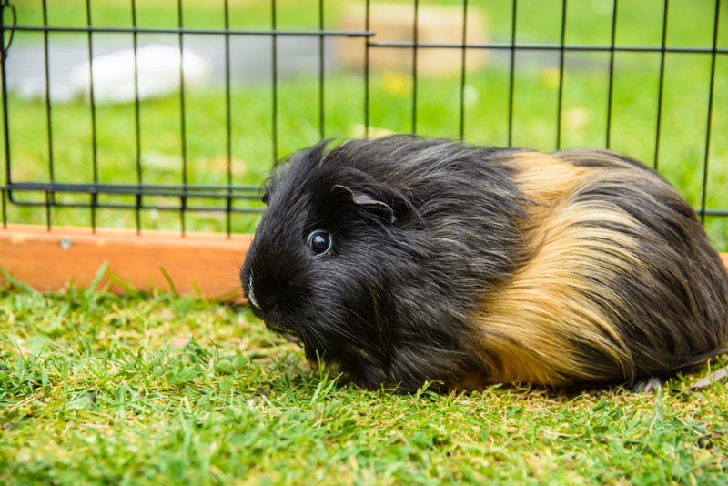 guinea pig in a cage