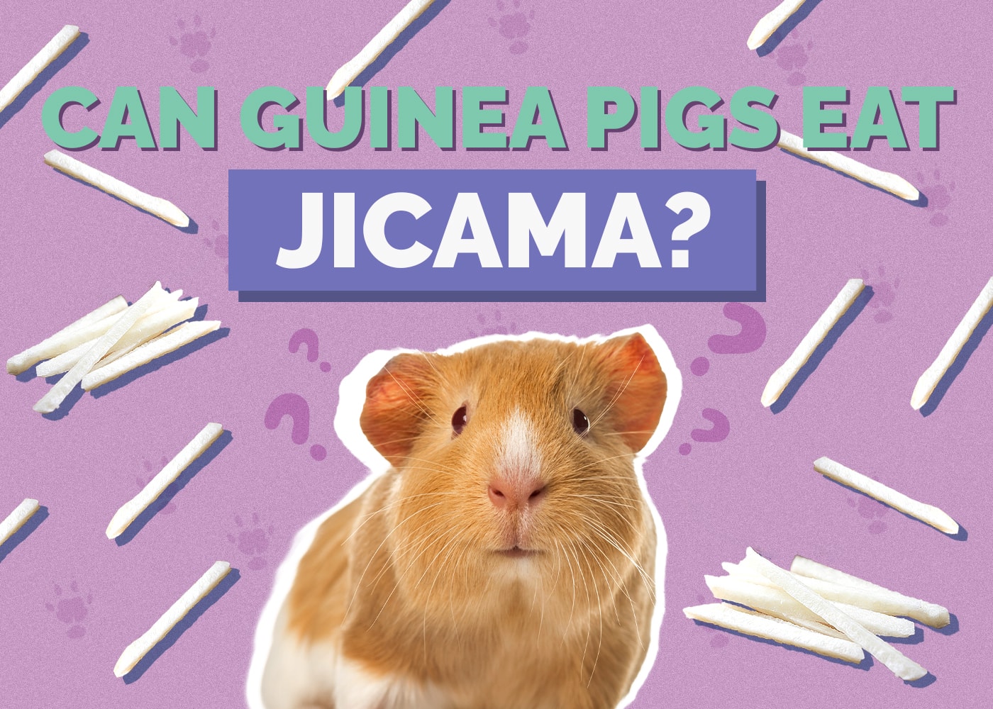 Gallery Detail: Can Guinea Pigs Eat Jicama Vet Approved Nutrition Facts