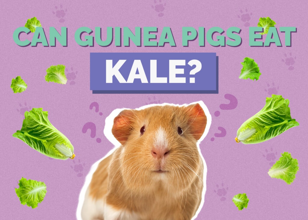 guinea-pig-kale