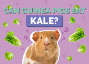 Can Guinea Pigs Eat Kale? Vet Reviewed Facts & FAQ Hepper Pet Resources