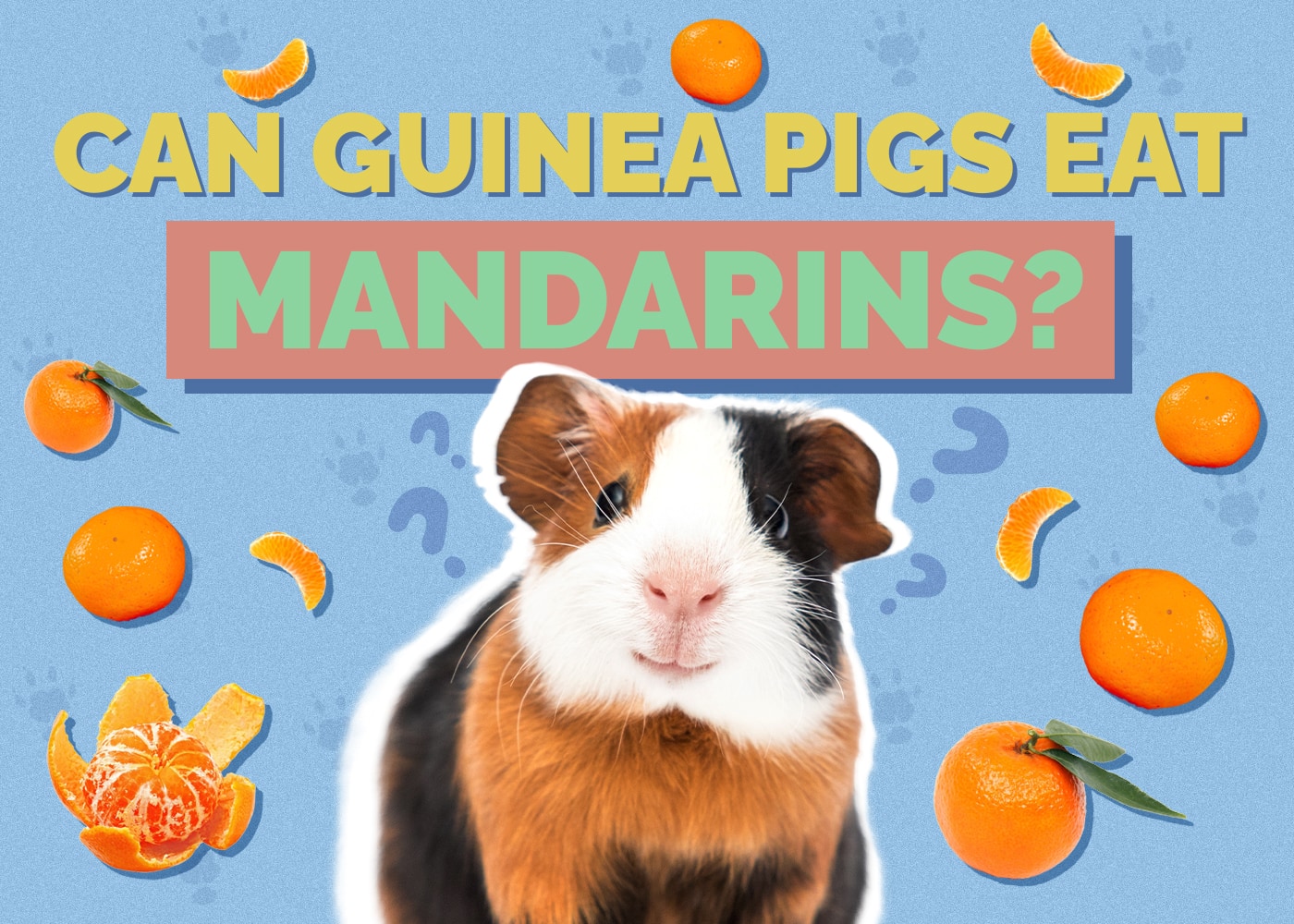 Breathtaking Can Guinea Pigs Eat Mandarins Scene Digital Art Breathtaking Can Guinea Pigs Eat Mandarins Scene Digital Art