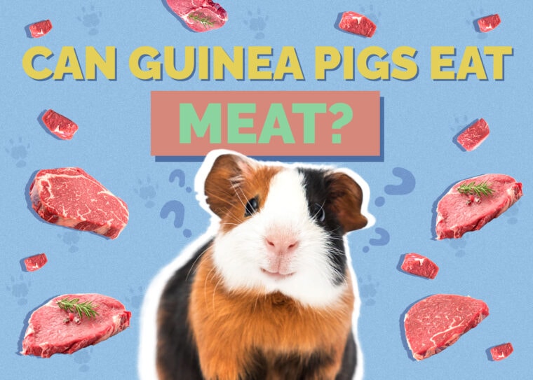 Curated visual reference: Fresh Look at Can Guinea Pigs Eat Meat Vet Approved Nutrition Facts Faq