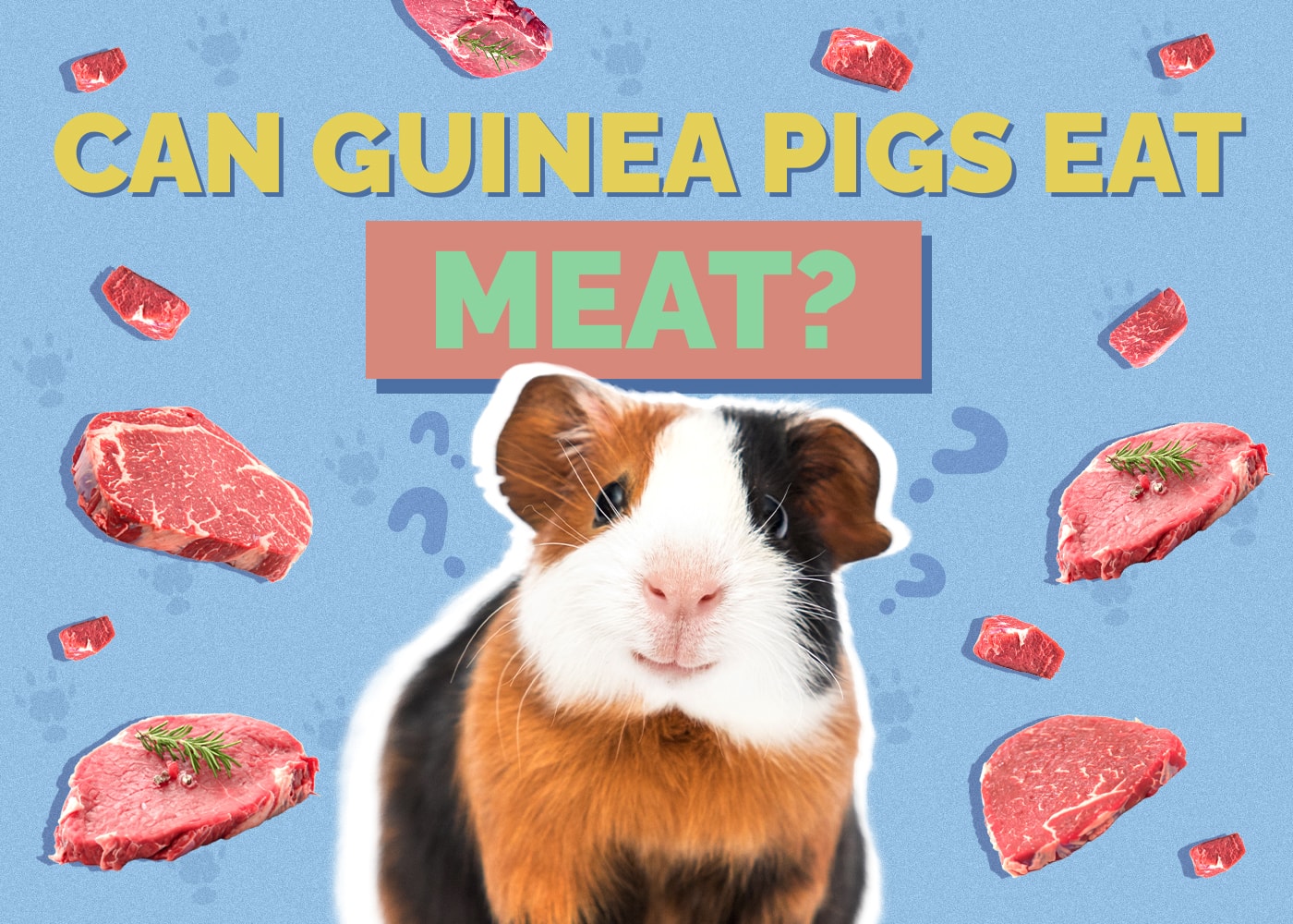 Can Guinea Pigs Eat Meat? Vet-Approved Nutrition Facts & FAQ | Hepper ... - Alternatives To Meat For Guinea Pigs