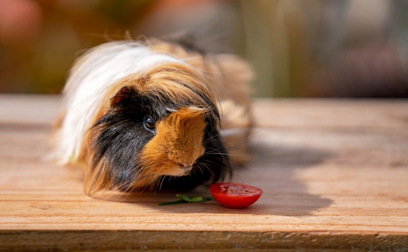 guinea pig near sliced of tomato