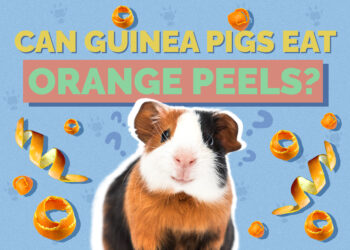 Can Guinea Pigs Eat Orange Peels? Vet-Approved Benefits, Drawbacks