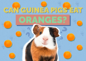 Can Guinea Pigs Eat Oranges? Vet-Reviewed Diet Facts | Hepper Pet Resources