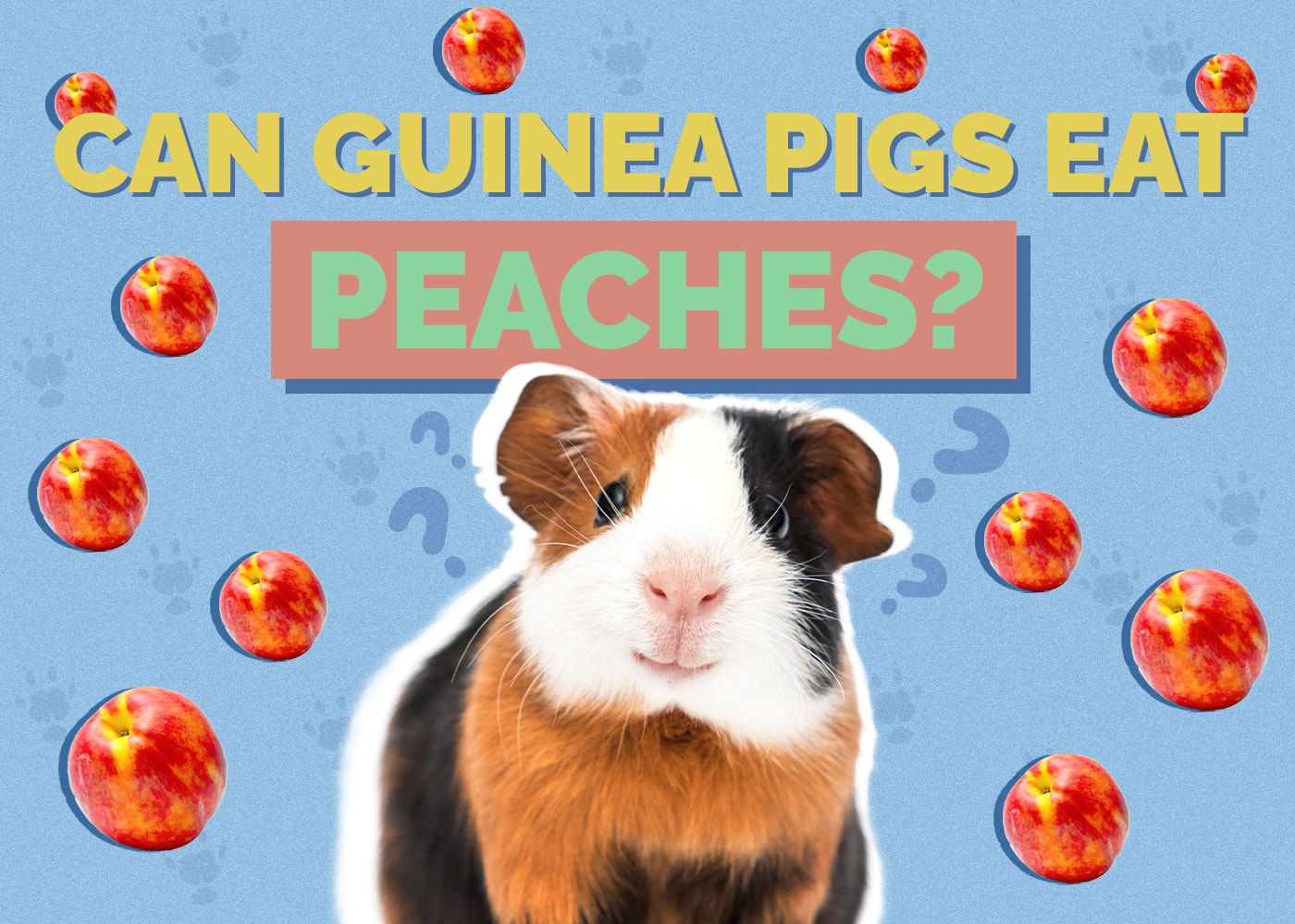 Picture Idea: Can Guinea Pigs Eat Peaches Vet Approved Nutritional Science Information