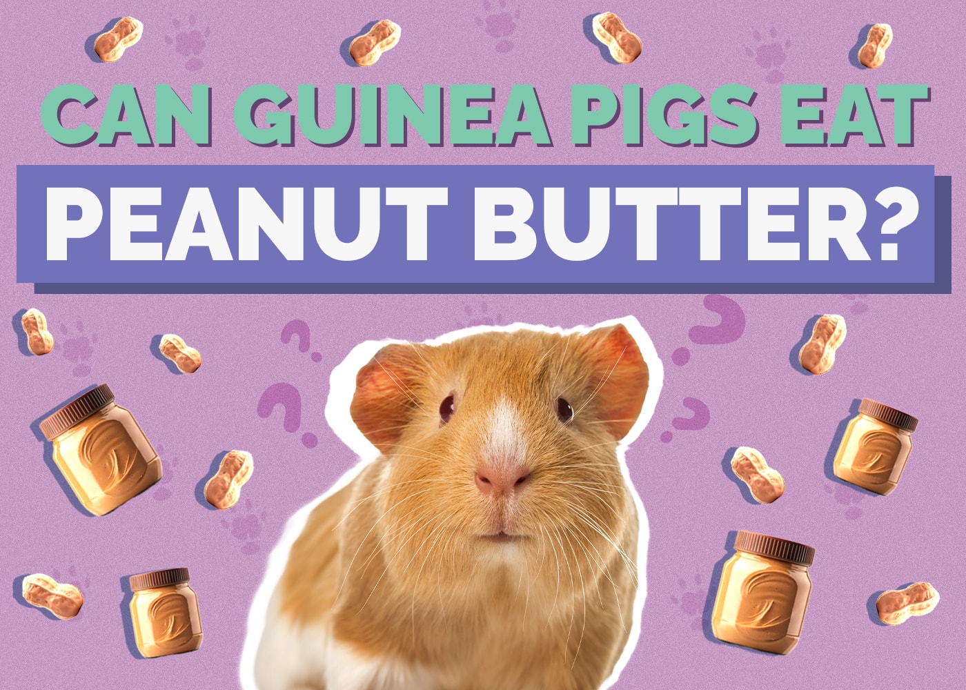 Peanut Butter Guina Pig Salad preview