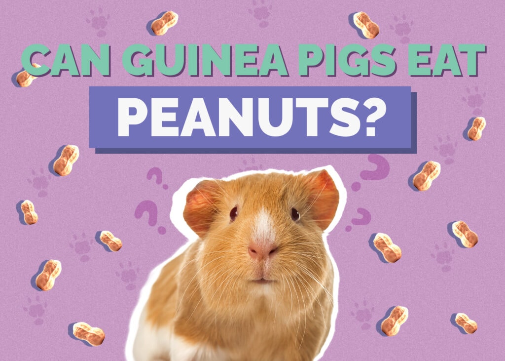 guinea-pig-peanuts