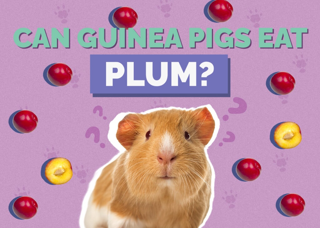 guinea-pig-plum