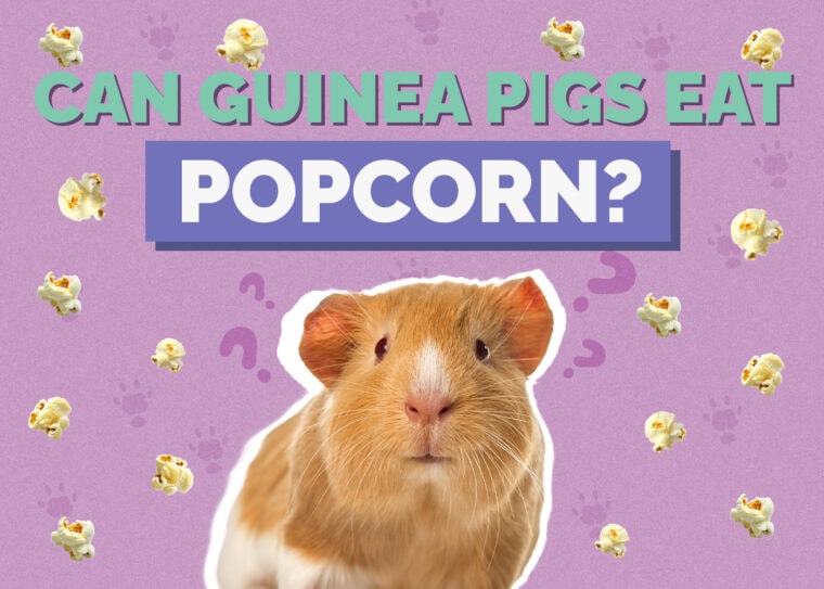Foods To Avoid In Guinea Pig Commercial Food photo