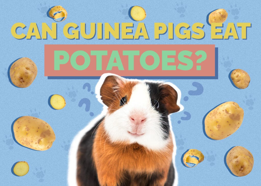 guinea-pig-potatoes
