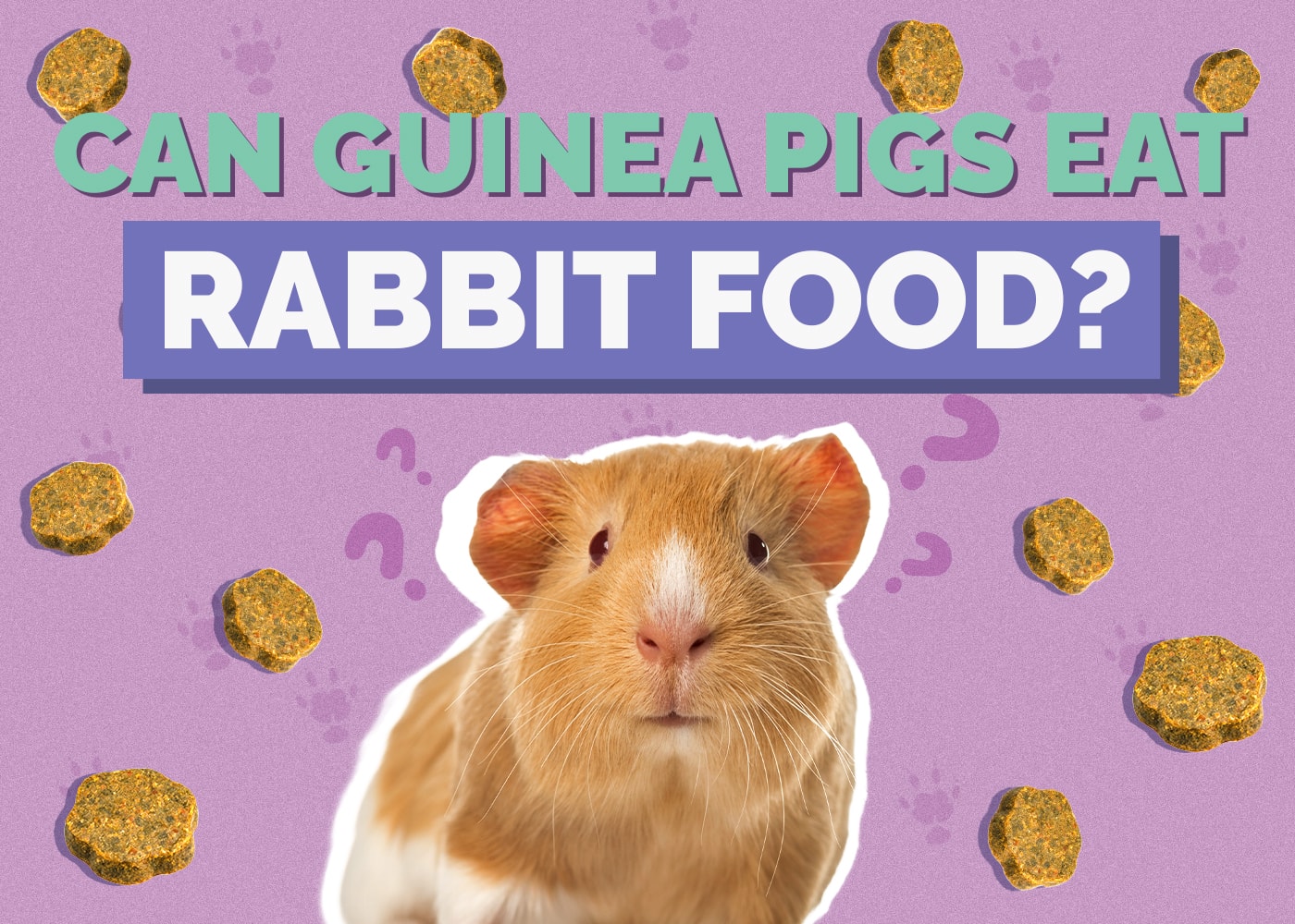 Common myths about can guinea pigs eat rabbit food