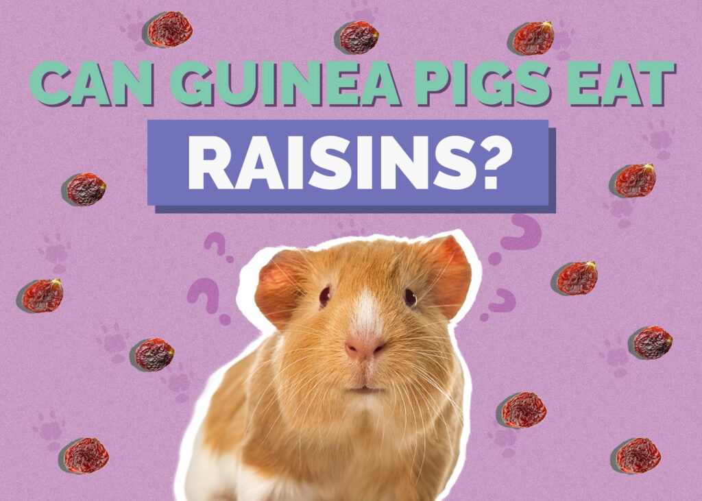 guinea-pig-raisin