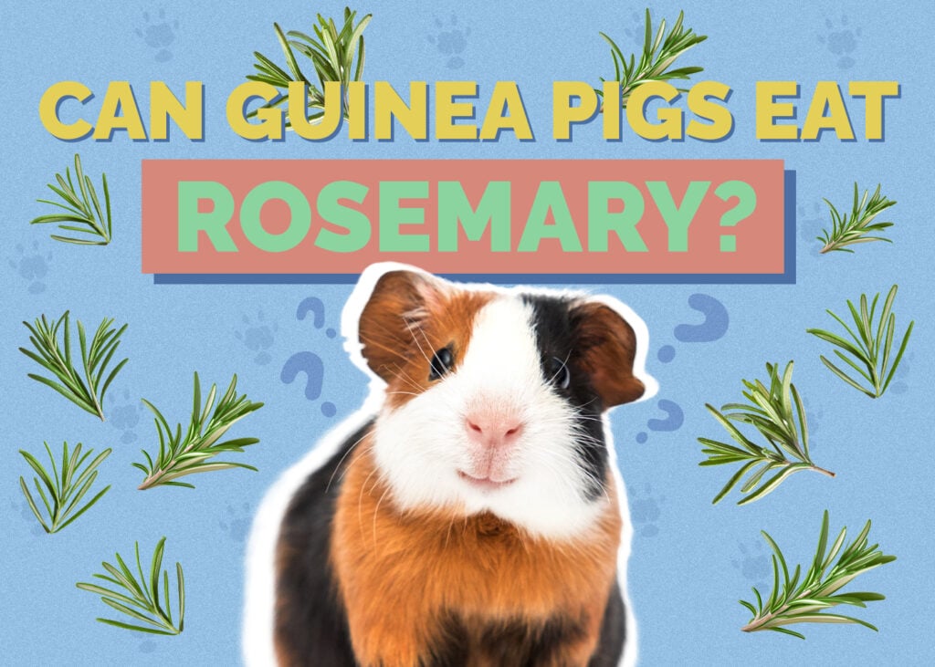 guinea-pig-rosemary