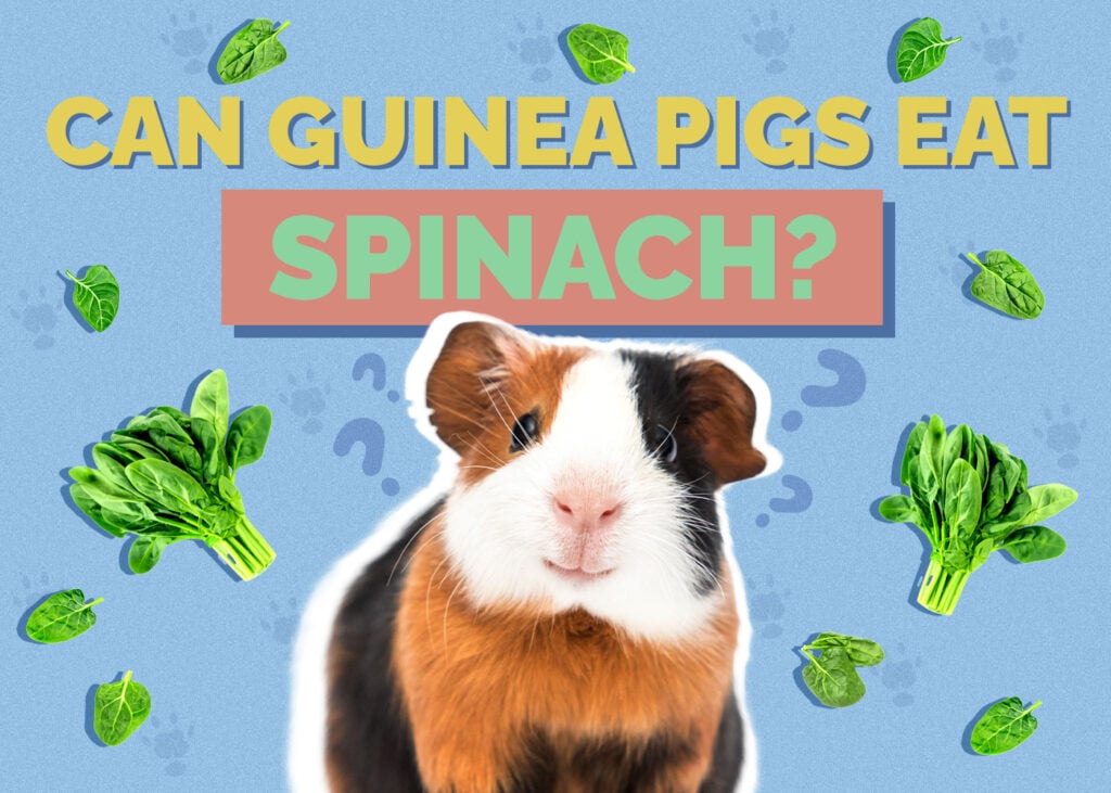 guinea-pig-spinach