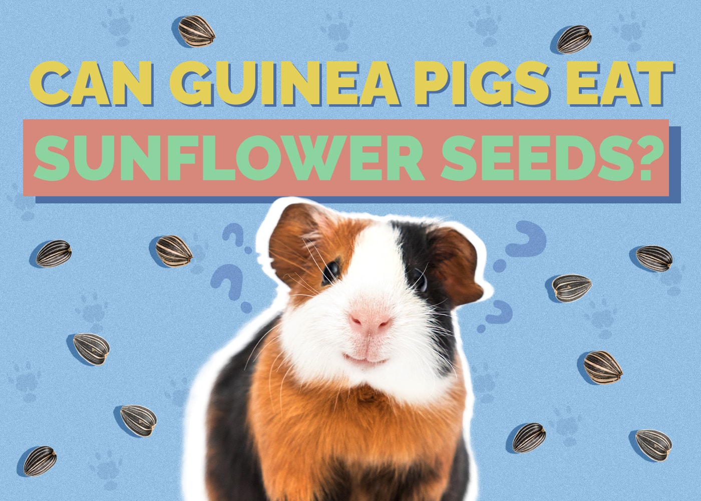 Image showcasing Can Guinea Pigs Eat Sunflower Seeds? Vet-Reviewed Nutrition Facts & FAQ ...