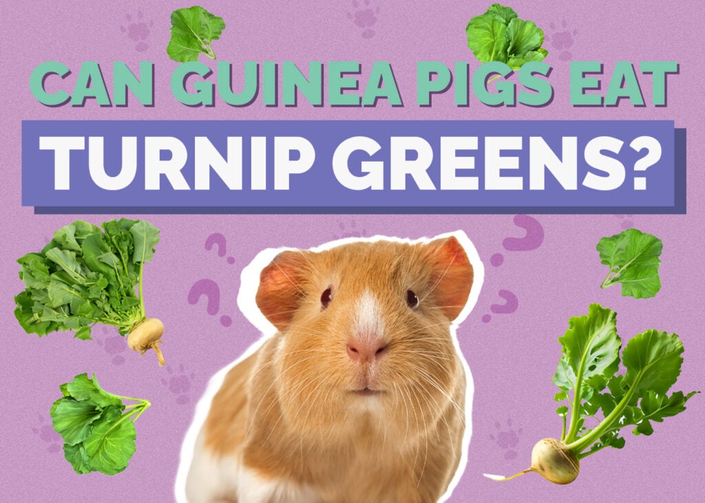 guinea-pig-turnip-greens