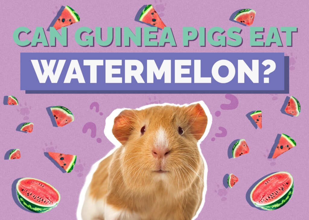 guinea-pig-watermelon