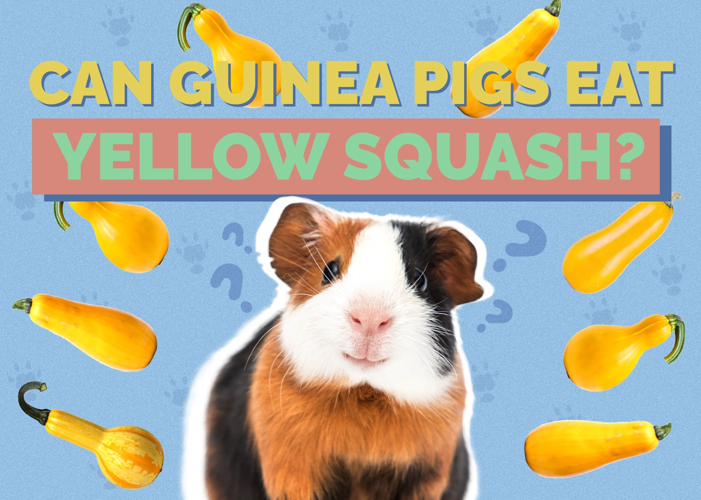 Picture of Can Guinea Pigs Eat Yellow Squash? Vet Approved Facts & FAQ | Hepper ...