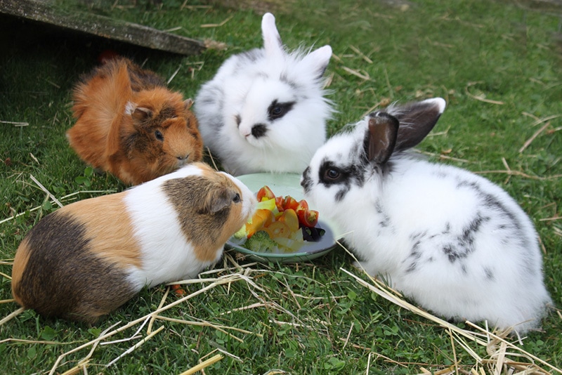 guinea pigs and rabbits eating