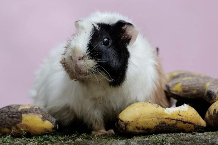 Can Guinea Pigs Eat Banana Peels? Vet-Approved Nutritional Science ...