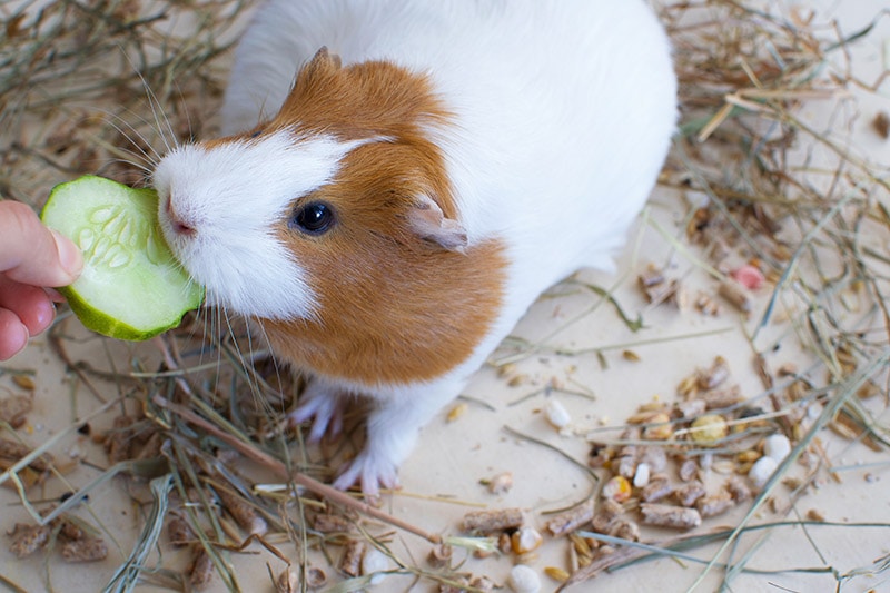 hand feeding pregnant guinea pig with cucumber