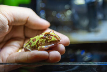 Pacman Frog: Care Guide, Lifespan, Pictures, Diet & More | Hepper Pet ... - Handling A Pacman Frog For The First Time Tips