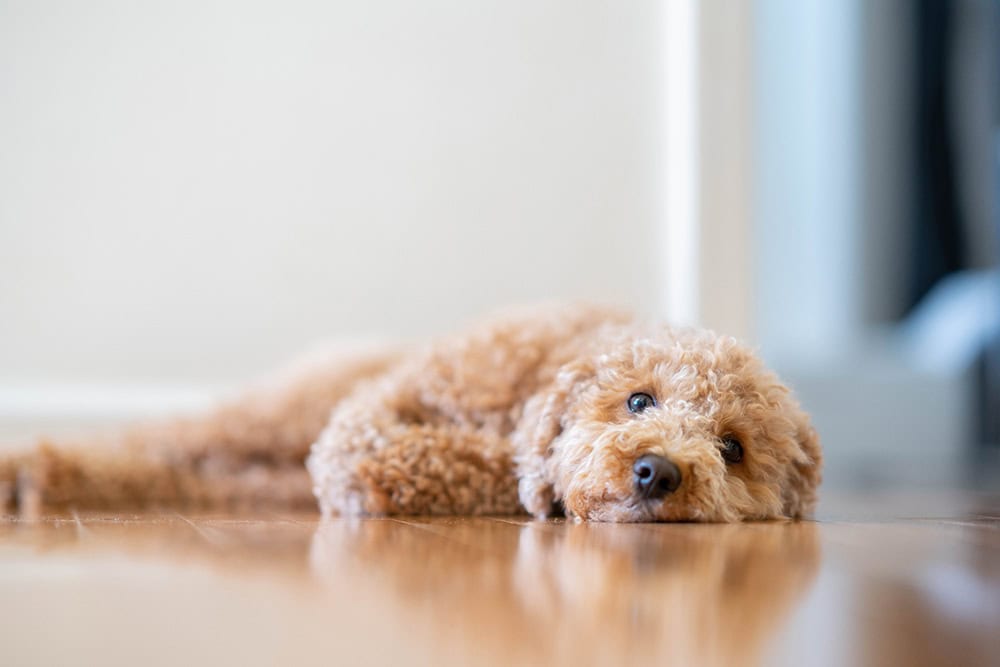 havapoo dog lying on the floor
