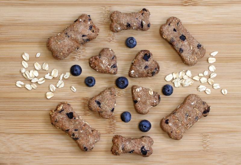 homemade blueberry dog treats