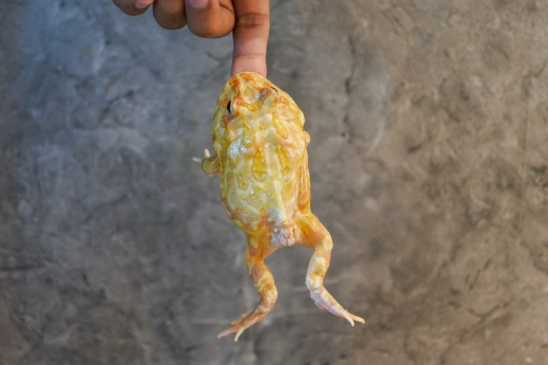 horned frog biting human finger