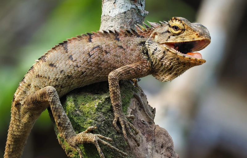 iguana on a branch with mouth open