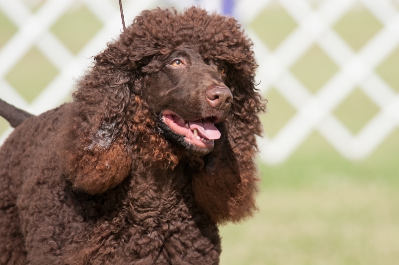 irish water spaniel with amber eyes