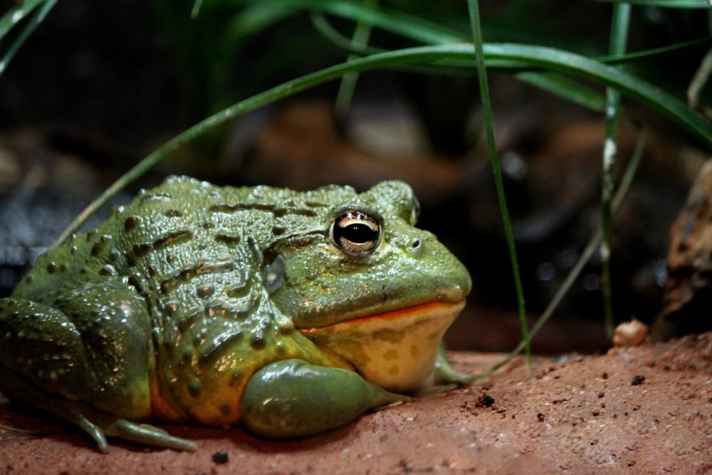large green textured bullfrog at the Franklin Park Zoo
