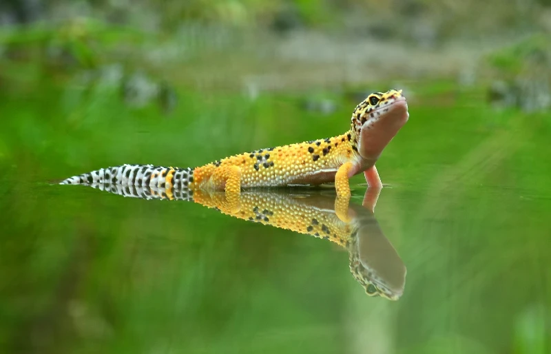 leopard gecko in shallow water