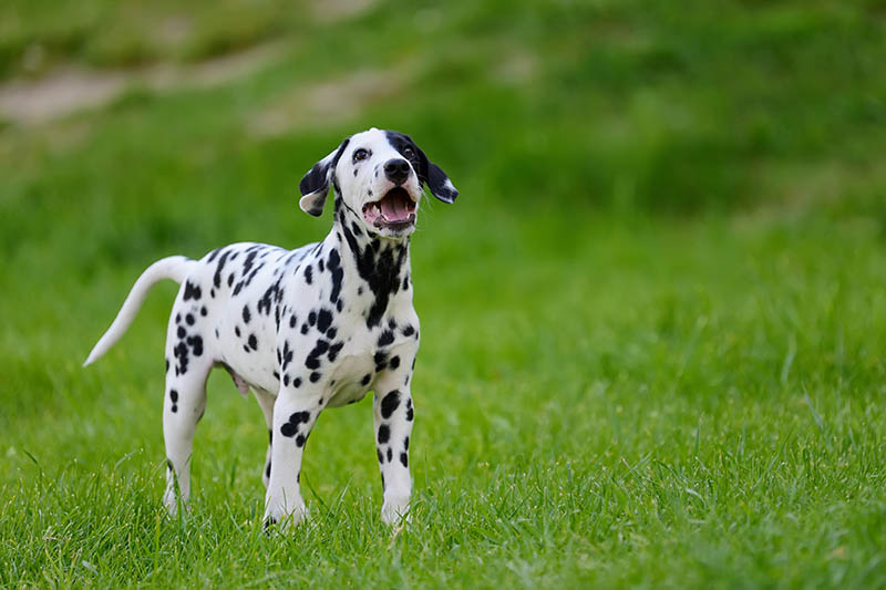 mini dalmatian dog in the field