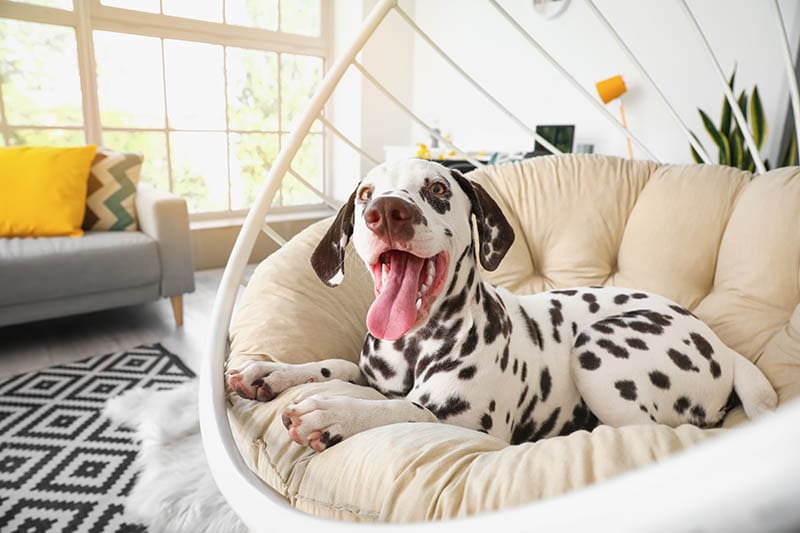 mini Dalmatian dog on a chair at home
