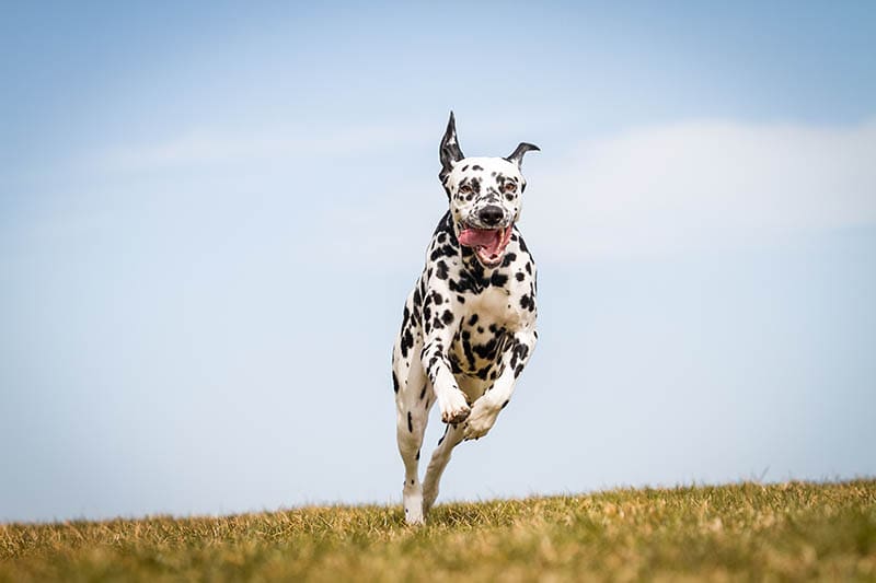mini dalmatian dog running