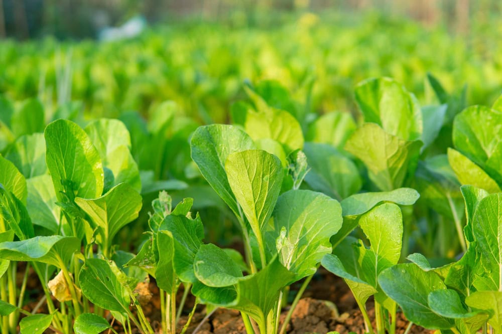 mustard-greens-growing-in-the-field